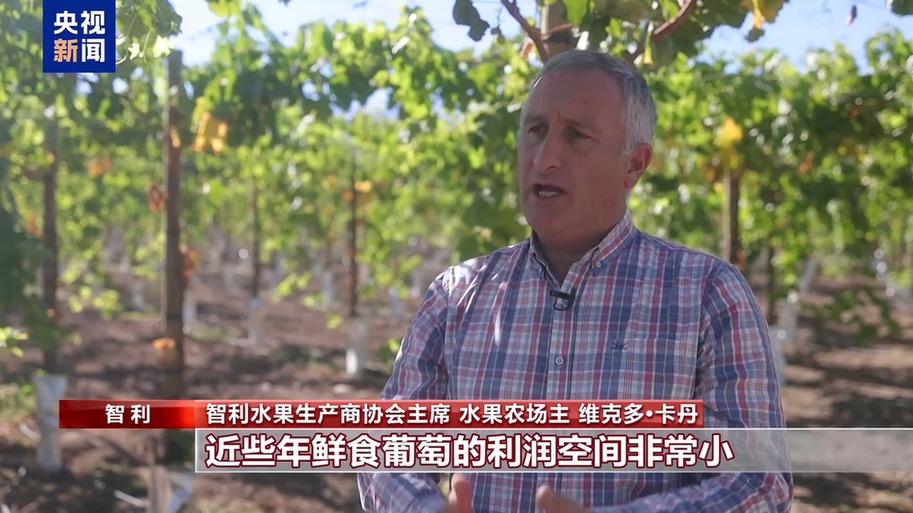 果棘手的关税 智利水果产业“愁”不朽情缘总台记者探访丨应季的水