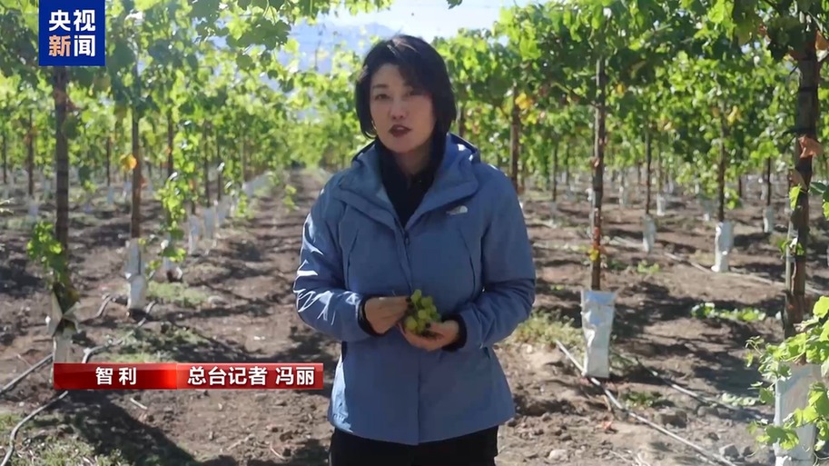 果棘手的关税 智利水果产业“愁”不朽情缘总台记者探访丨应季的水(图4)